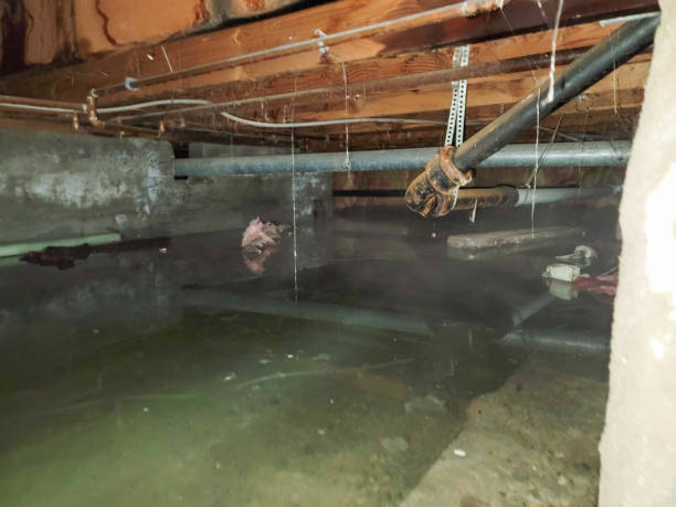 Best Mold removal after water damage  in Olga, FL